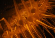 Sandra Boerlage Nederlands Kampioen Onderwaterfotografie 2024