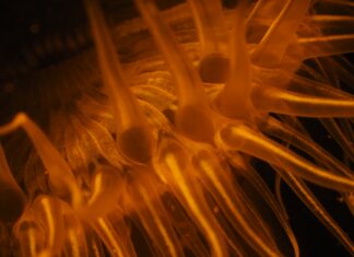 Sandra Boerlage Nederlands Kampioen Onderwaterfotografie 2024