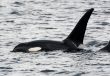 Orka’s jagen op walvishaaien orca’s