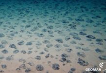 1,4 miljoen euro voor Nederlands onderzoek naar de impact van diepzeemijnbouw Veld van polymetaalknollen - Gemor